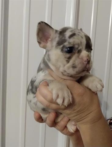 $350 : French bulldog puppy for sale image 2