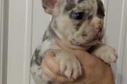 $350 : French bulldog puppy for sale thumbnail