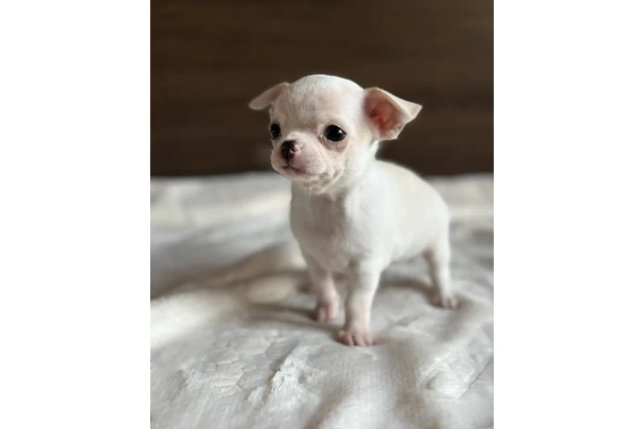 $500 : Chihuahua puppies for sale image 7