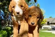 F2 Golden Doodle pups en San German