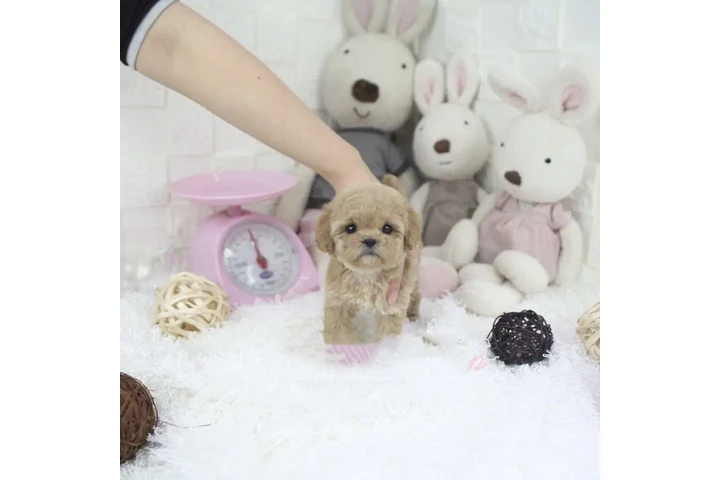$350 : Micro Poodle image 3