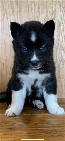 $400 : Siberian husky puppies image 2