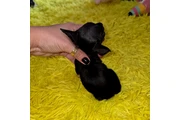 $350 : Cachorros mini pincher thumbnail