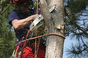 Acadian Tree and Stump Removal thumbnail 2