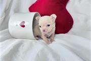 $350 : Teacup chihuahua puppies sale thumbnail