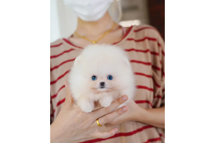 $350 : Pomerania en venta image 1