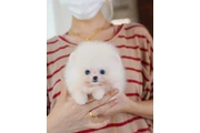 Pomerania en venta