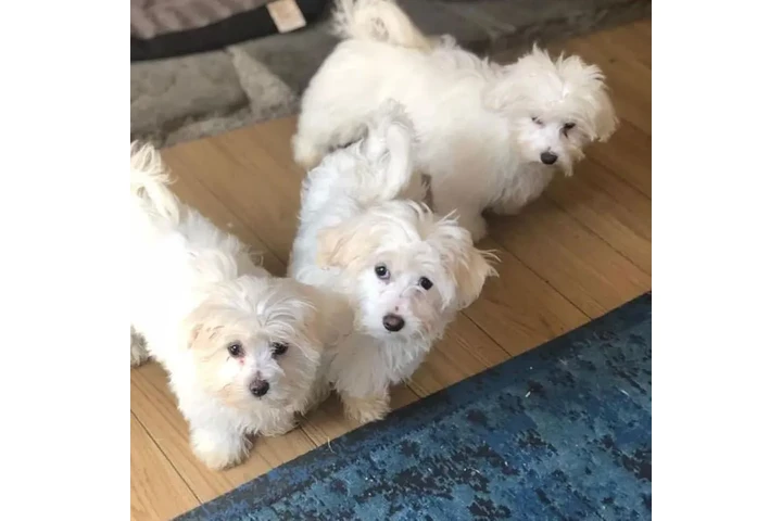 $550 : Hermosos cachorros malteses image 1