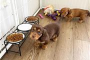 $600 : Adorables cachorros Dachshund thumbnail