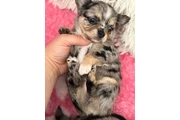 CACHORROS DE CHIHUAHUA BUSCAN en San Francisco Bay Area