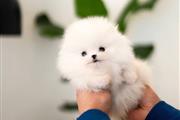 $250 : Pomeranian puppies for sale thumbnail