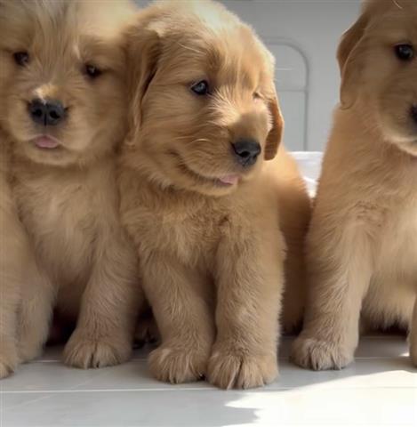 $500 : Cachorros Golden Retriever image 3