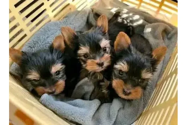 $350 : Pomerania en venta image 1