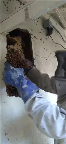 Superior Bee Control image 9