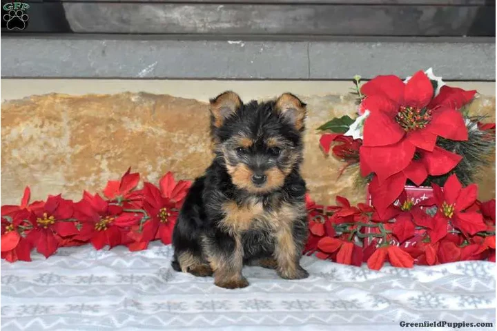 $600 : 🐶WOMEN YORKIE TEACUP image 2
