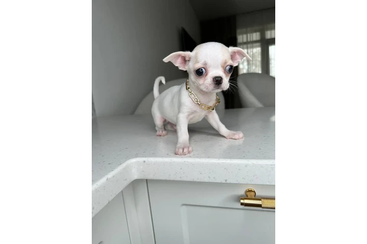 $300 : Teacup Chihuahua puppies image 7