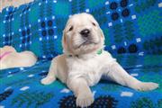 $390 : Golden Retriever puppies thumbnail