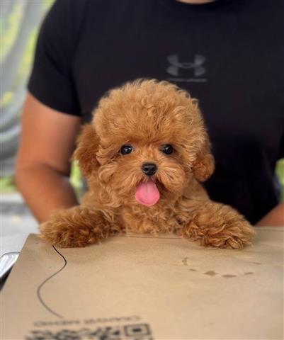 Cute Teacup Poodle Puppies image 2