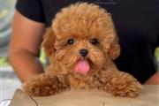 Cute Teacup Poodle Puppies thumbnail