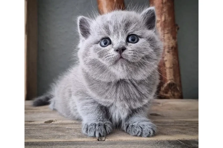 $310 : British shorthair For Sale image 1