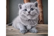 British shorthair For Sale en Jersey City