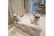 $350 : Cachorros Chihuahua thumbnail