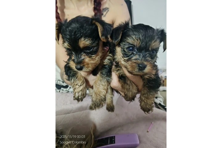 $2000000 : Ganga Yorkshire 100 % puros image 1