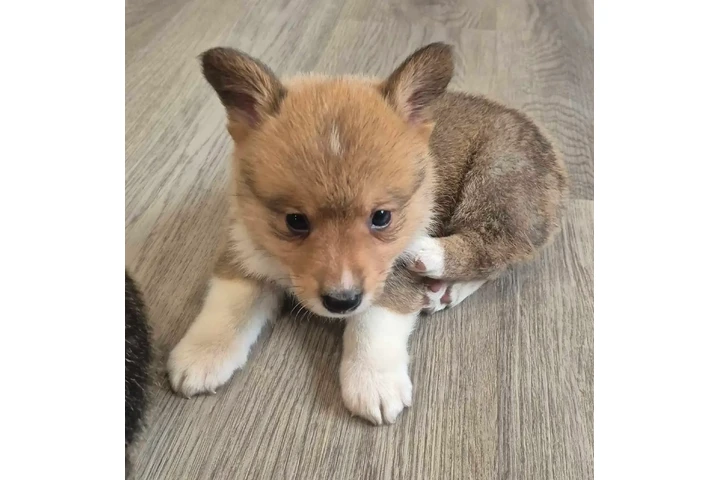 $2000 : Reg'd Pembroke Welsh Corgi image 5