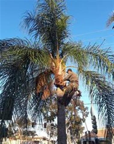 Rivera Tree Service image 5