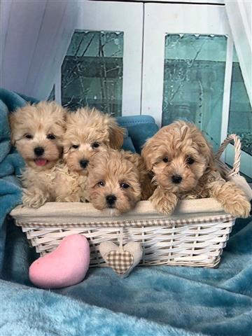 $500 : 6 Maltipoo friendly puppies image 1