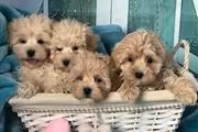 6 Maltipoo friendly puppies en Ponce