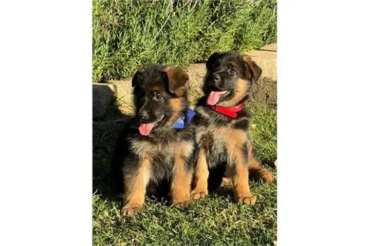 $350 : Cachorros de pastor alemán AKC image 2