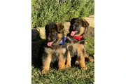 $350 : Cachorros de pastor alemán AKC thumbnail