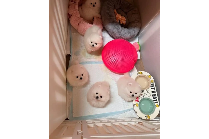 $350 : Pomerania para Navidad image 1