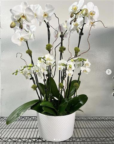 $120 : Orquideas image 8