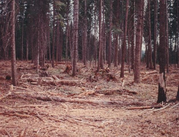 Forest management image 2