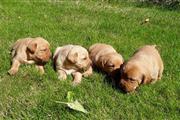 Golden Retriever puppies en Chico