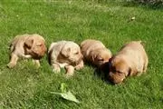 Golden Retriever puppies