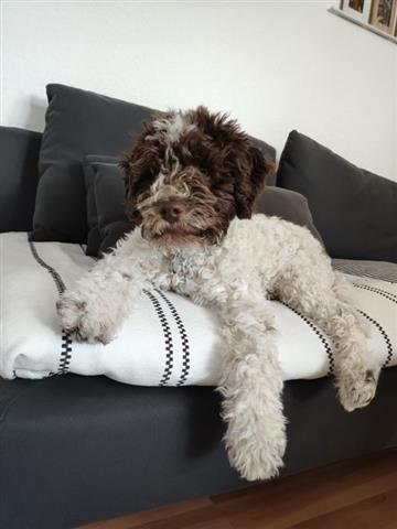 $200 : lagotto romagnolo puppies image 2