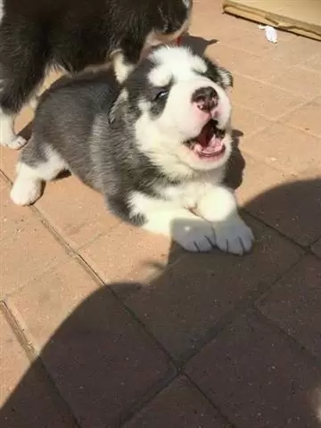 $550 : Buy Siberian Husky Puppies image 1