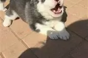 Buy Siberian Husky Puppies en Baltimore