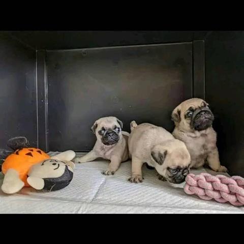 $350 : pug en venta cachorros image 1