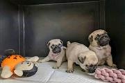 pug en venta cachorros en San Jose