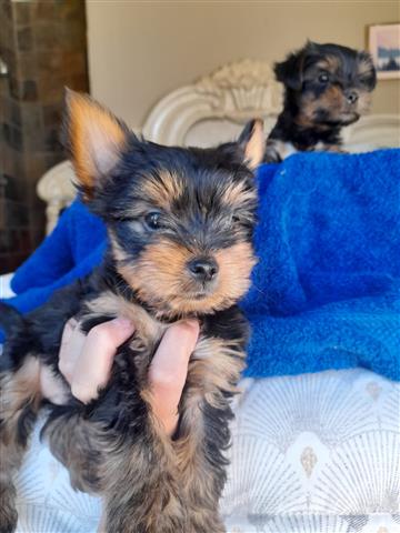 $600 : Stunning Boys & Girls Yorkies image 2