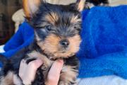 $600 : Stunning Boys & Girls Yorkies thumbnail