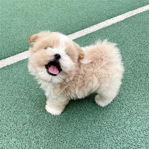 $350 : MALTIPOO EN VENTA image 2