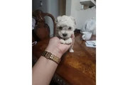 Maltipoo Maltese en Boston