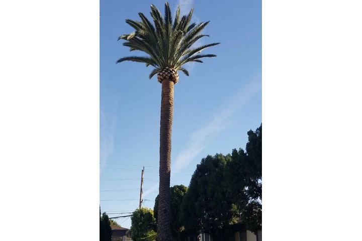 Tree Service and Maintenance image 8