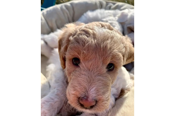 $800 : goldendoodle media image 1