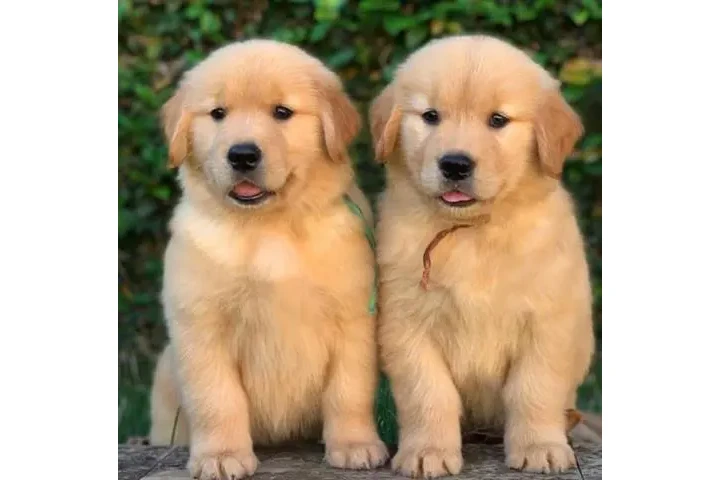 $400 : Cachorros Golden Retriever image 4